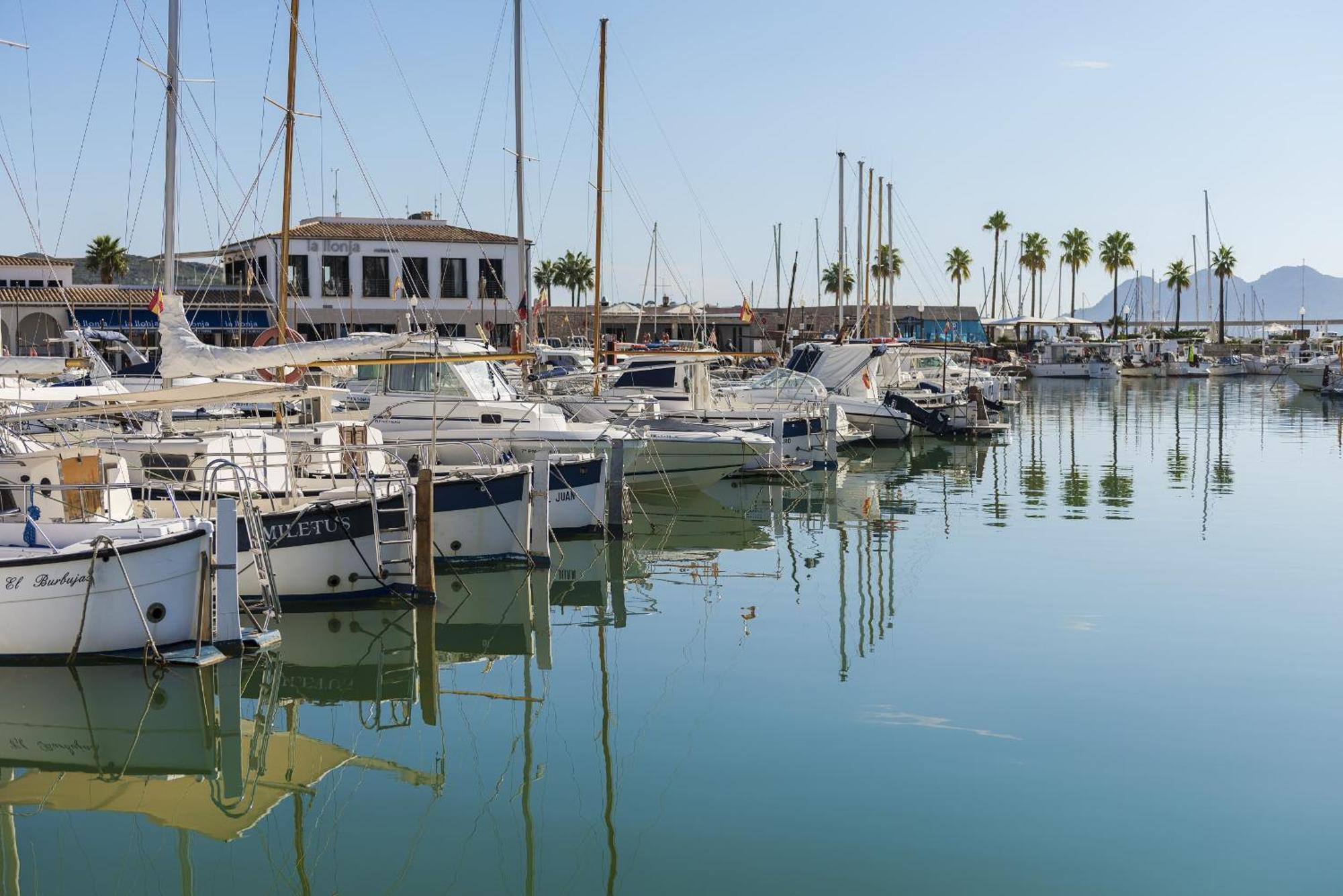 Oronella Port de Pollença
